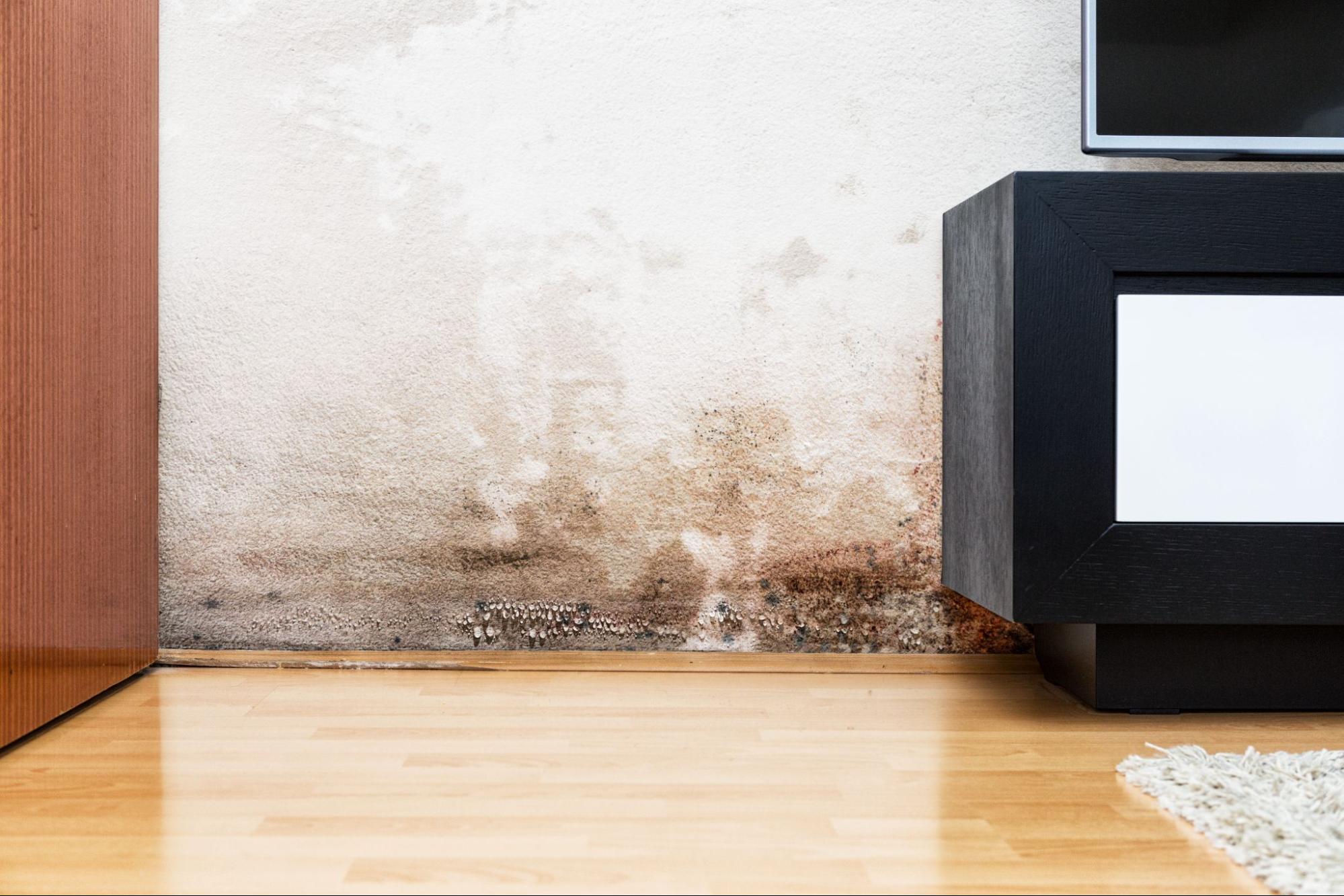 Selling a Home with Mold in Cincinnati: Why Cash Buyers Don’t Flinch