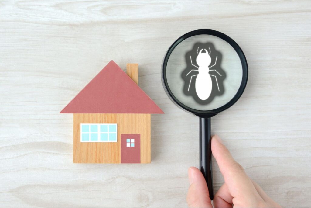 Selling a House with Termite Damage in Cincinnati? Why Cash Buyers Make It Easy